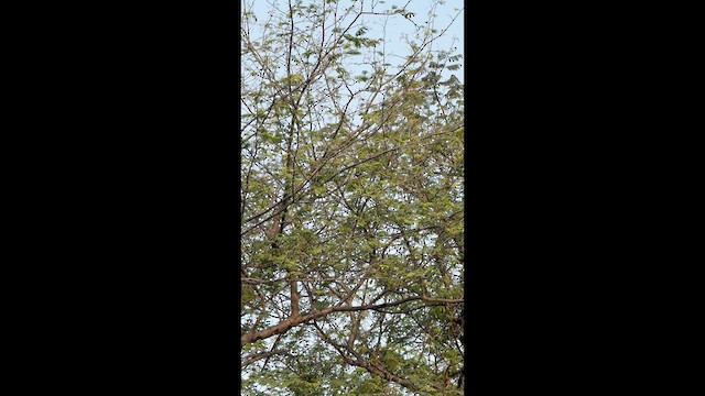 White-naped Tit - ML635082424
