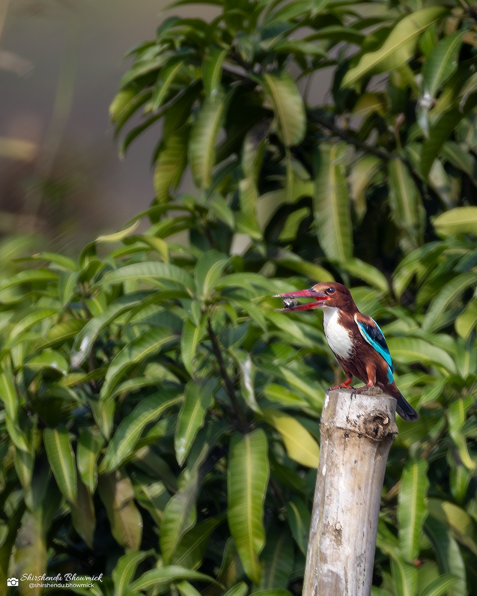 White-throated Kingfisher - ML635082427