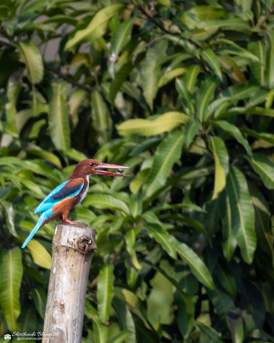 White-throated Kingfisher - ML635082428