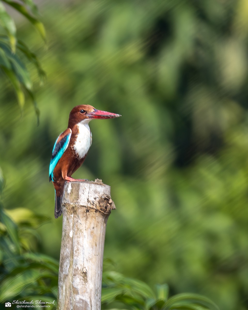 White-throated Kingfisher - ML635082429