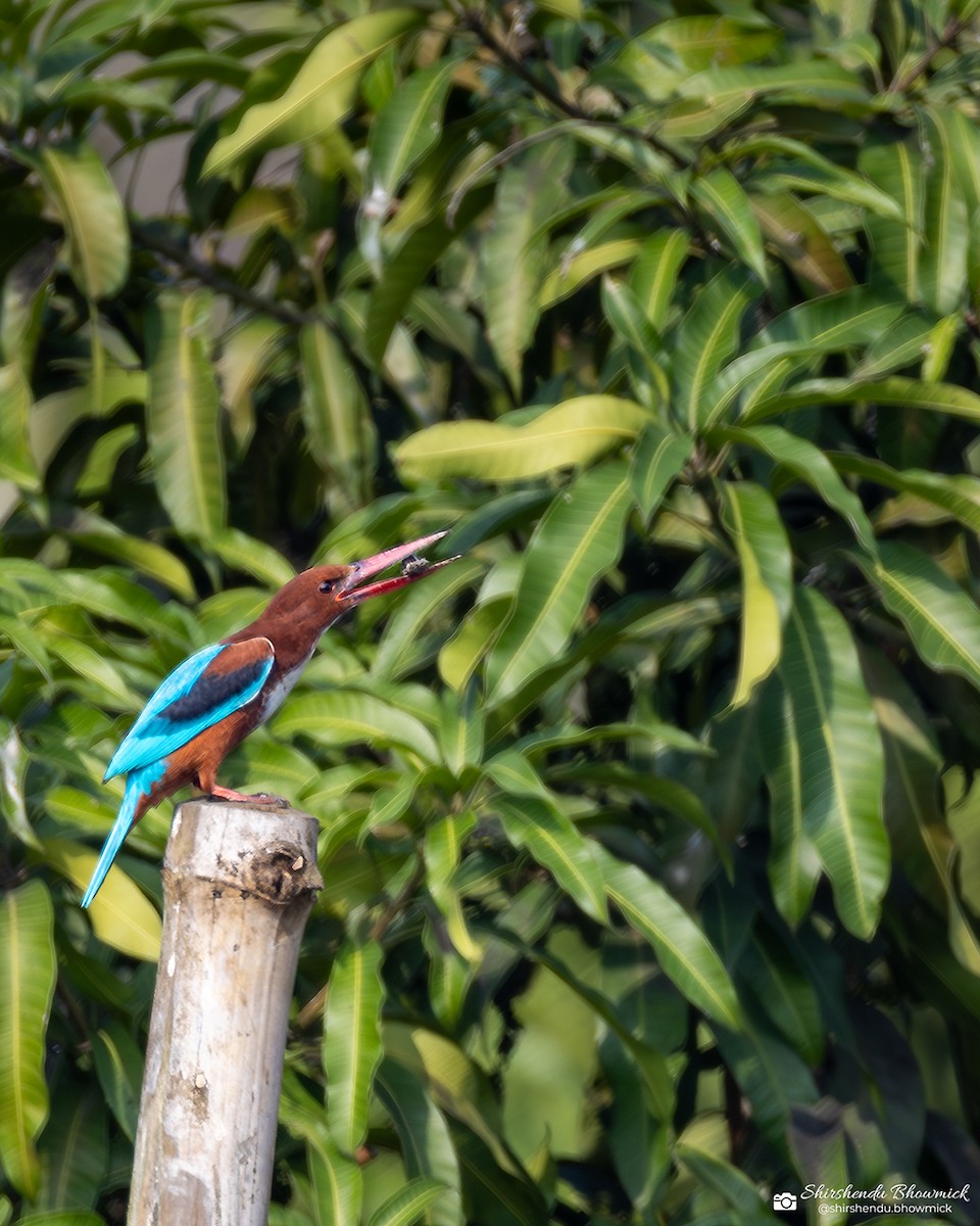 White-throated Kingfisher - ML635082430