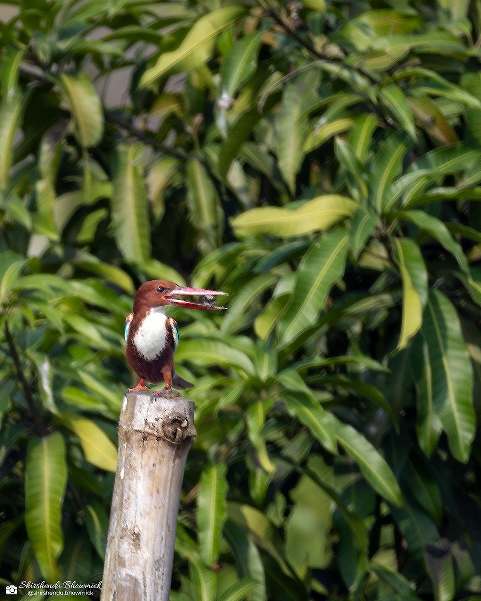 White-throated Kingfisher - ML635082431