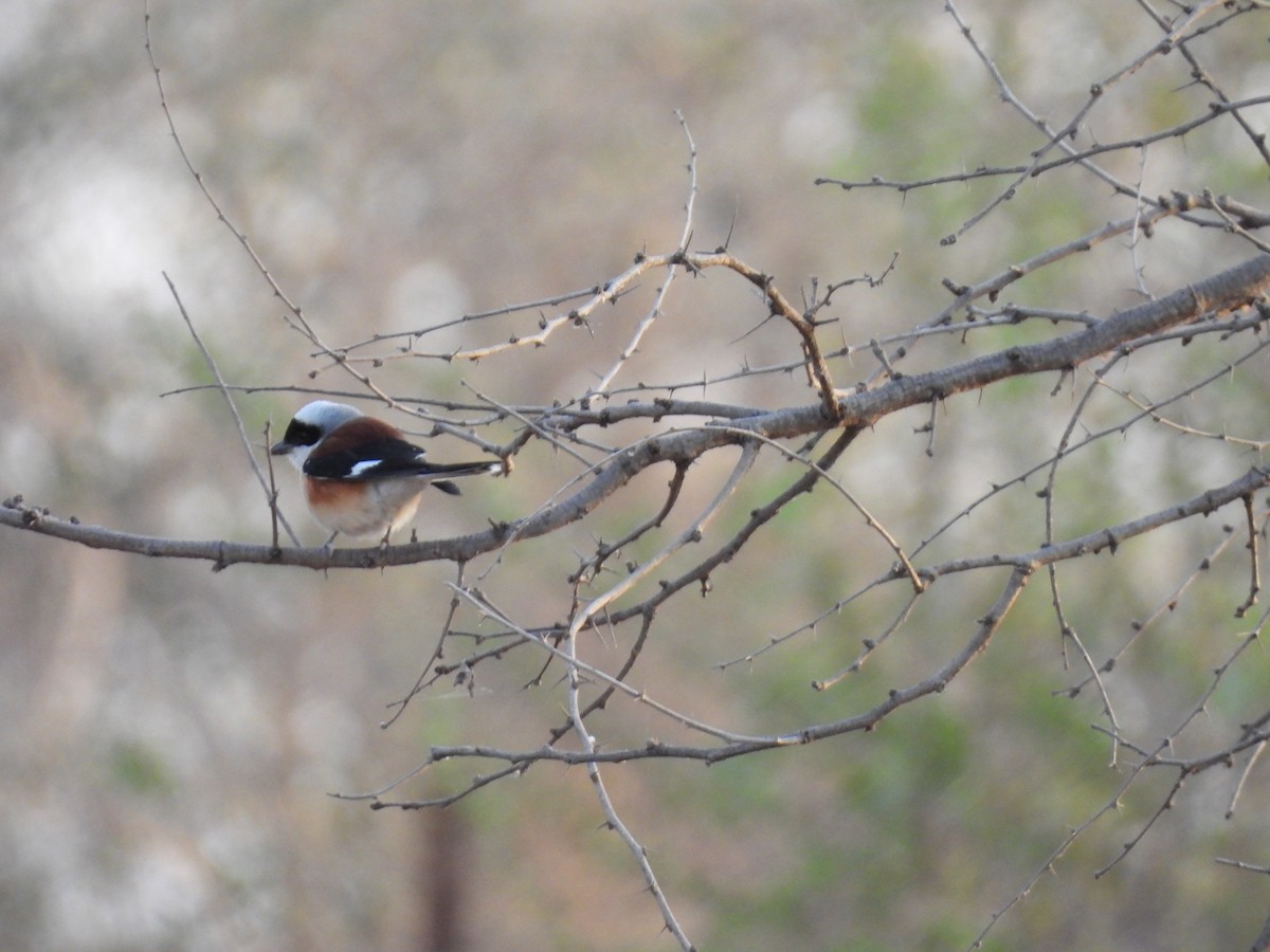 Bay-backed Shrike - ML635082441