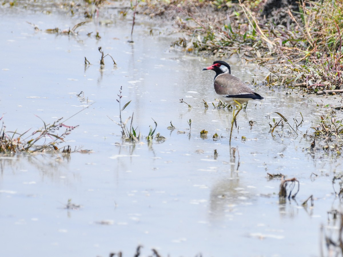 Red-wattled Lapwing - ML635082463