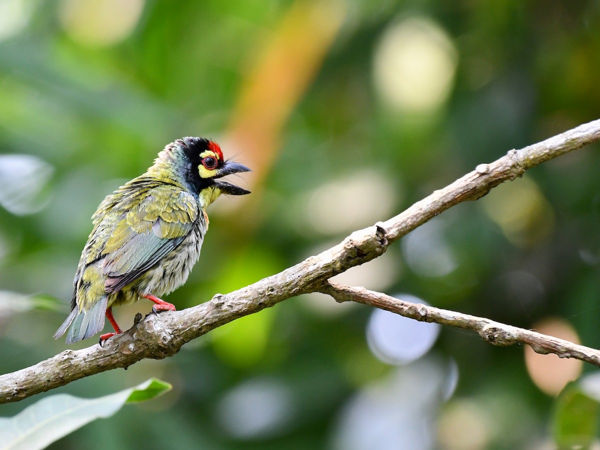 Coppersmith Barbet - ML635082467