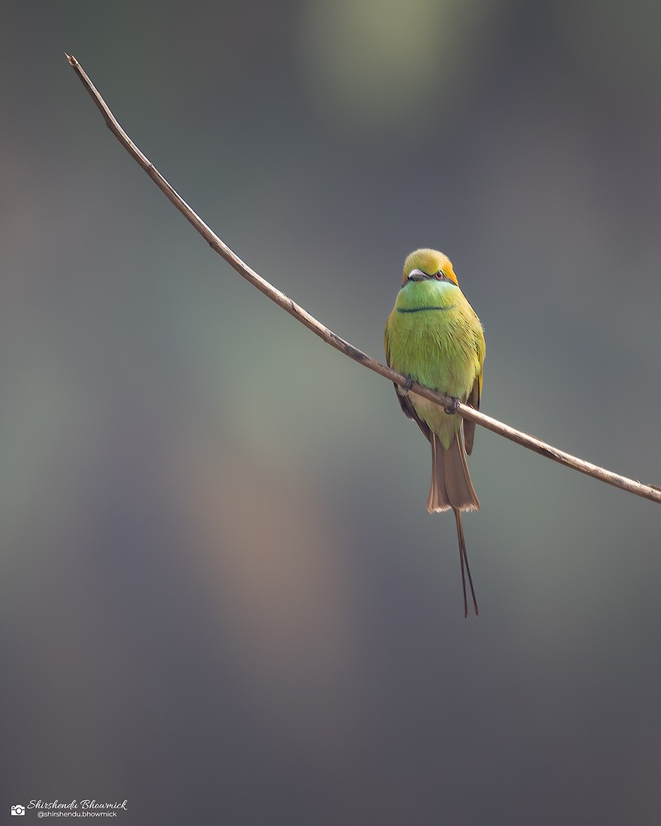 Asian Green Bee-eater - ML635082471