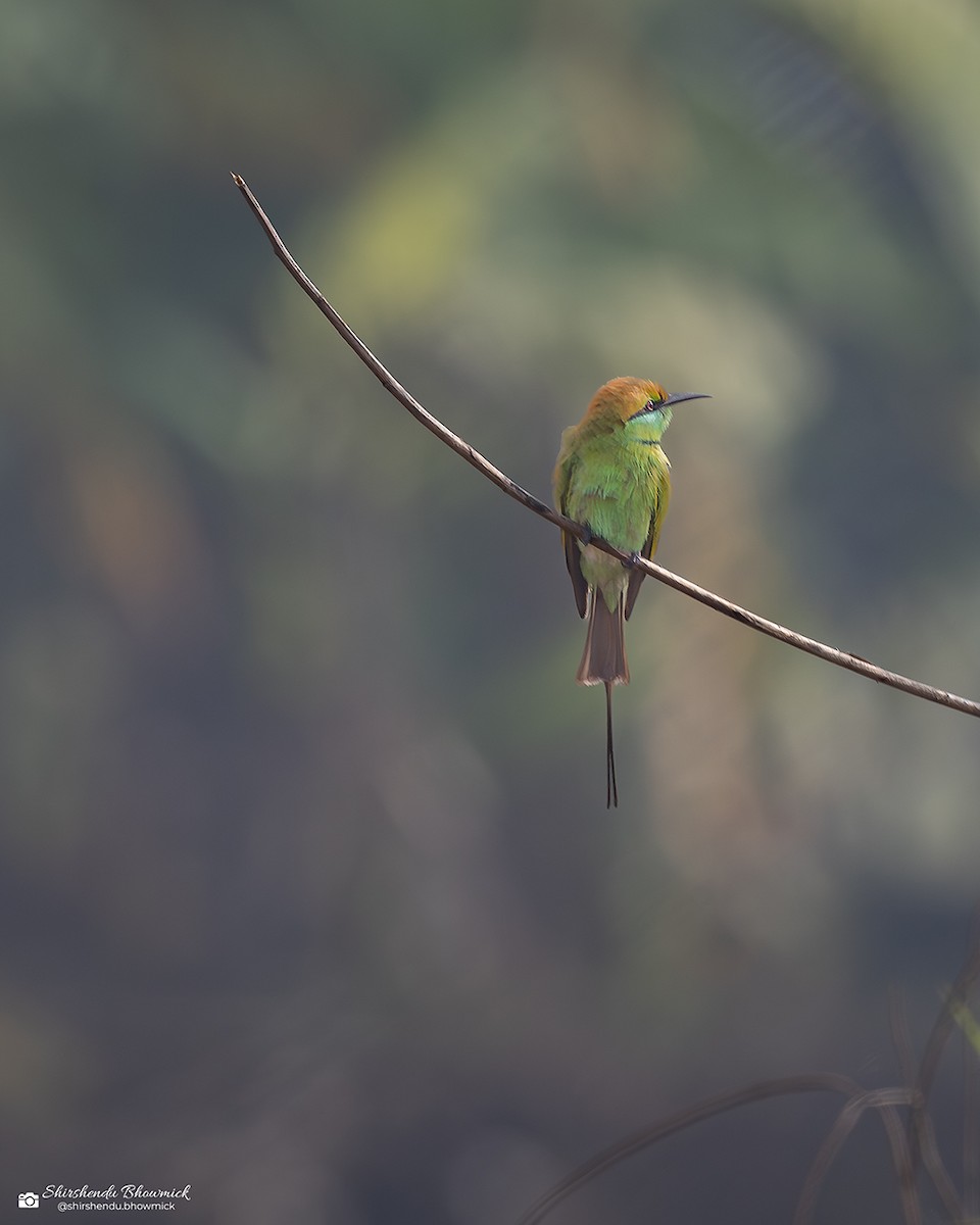 Asian Green Bee-eater - ML635082473