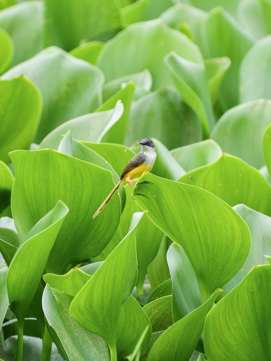 Yellow-bellied Prinia - ML635082497