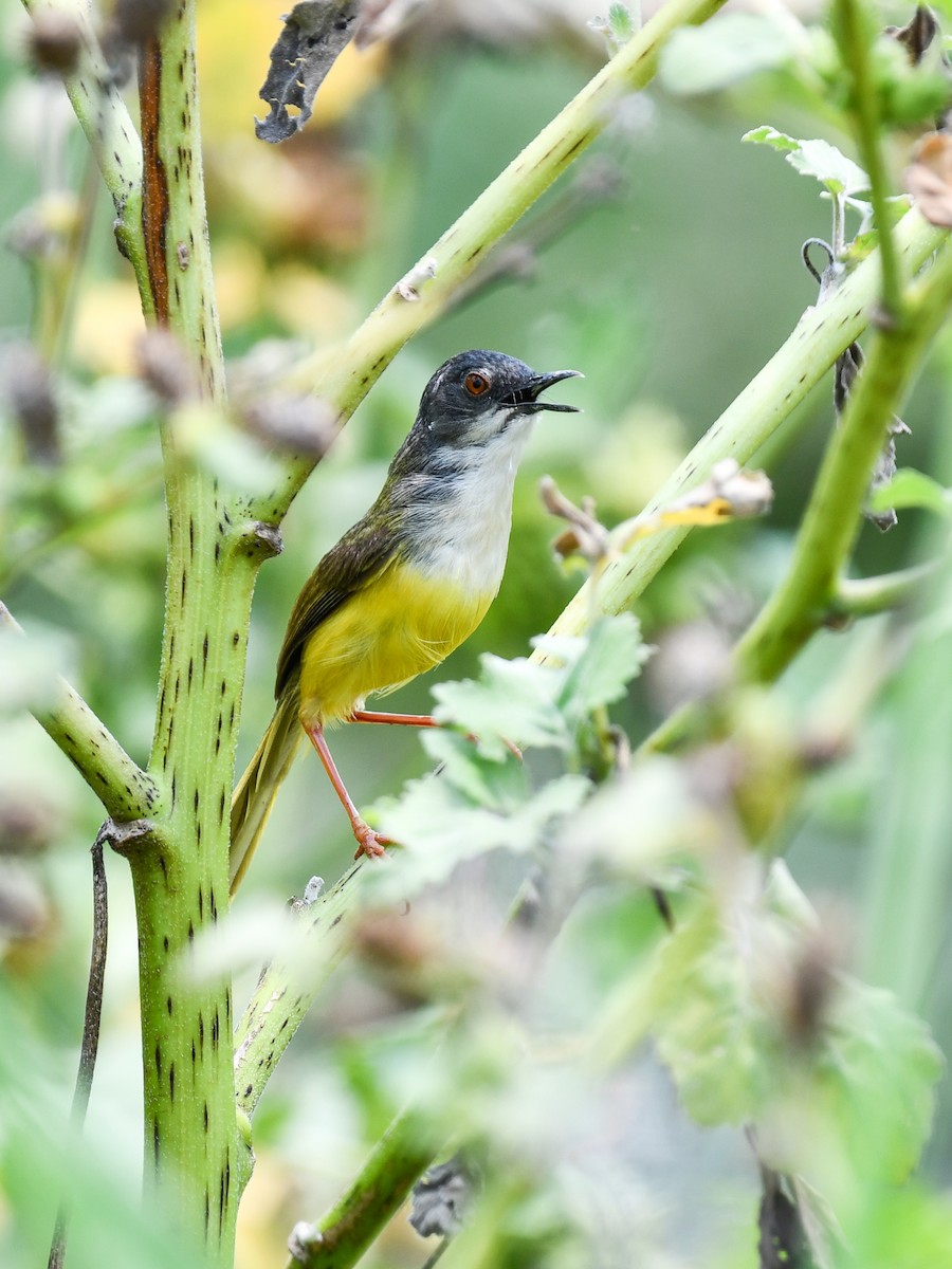 Yellow-bellied Prinia - ML635082498