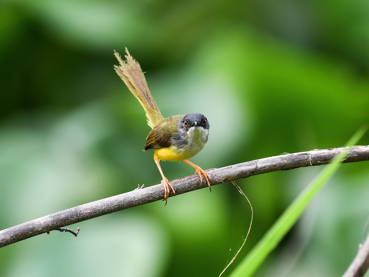 Yellow-bellied Prinia - ML635082499