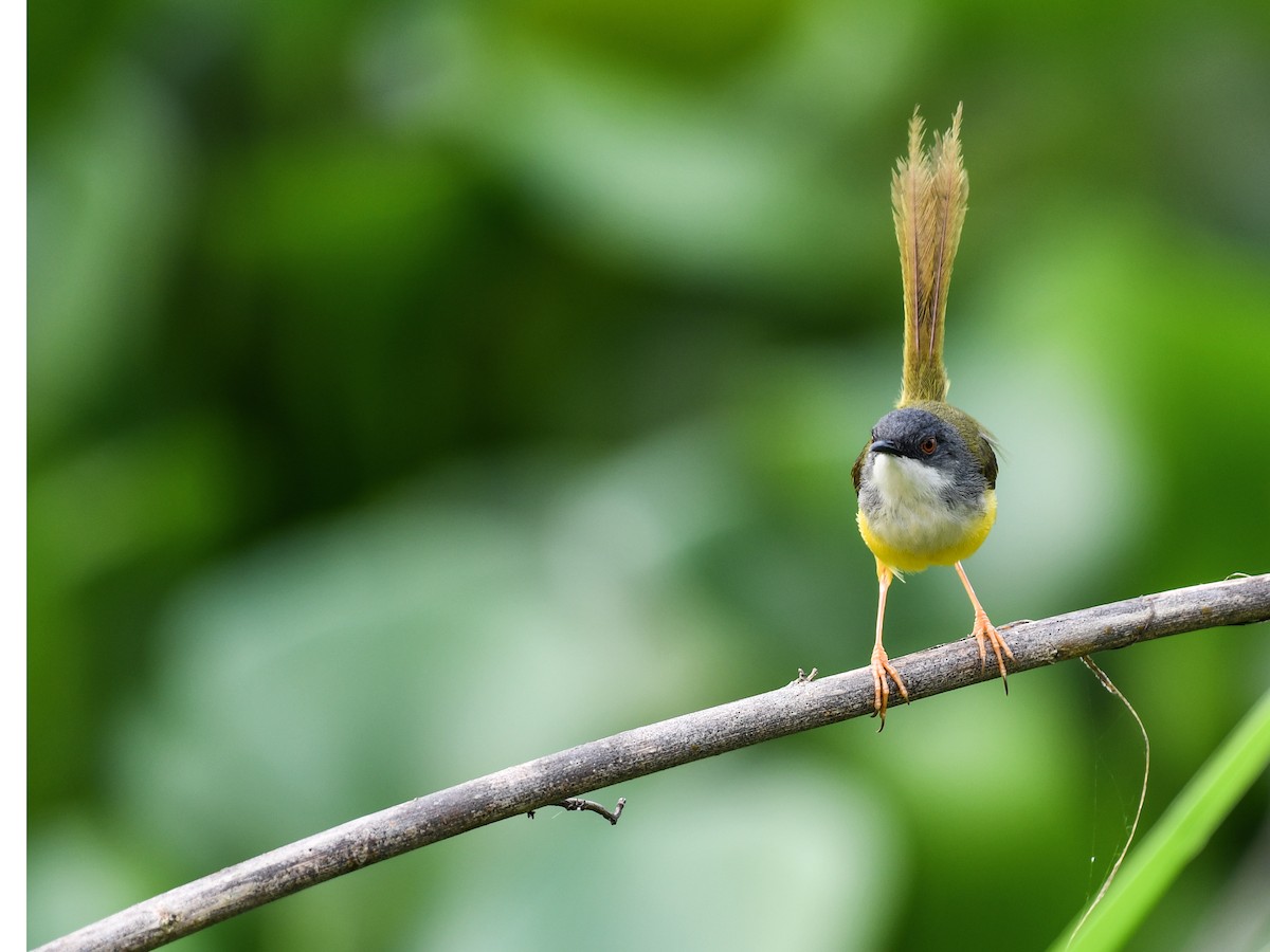 Yellow-bellied Prinia - ML635082500