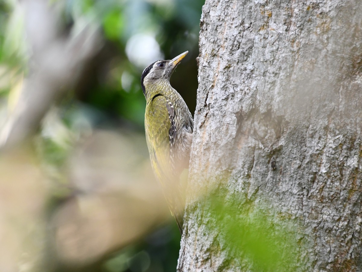 Streak-throated Woodpecker - ML635082513
