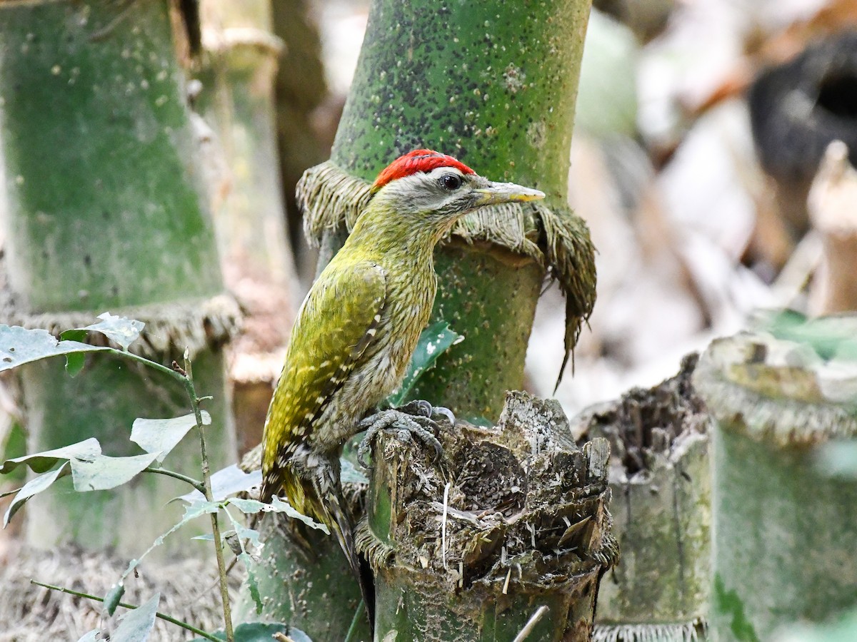 Streak-throated Woodpecker - ML635082514
