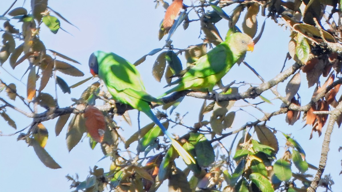 Slaty-headed Parakeet - ML635082597