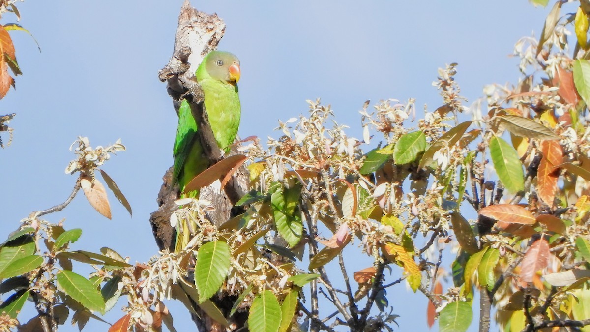 Slaty-headed Parakeet - ML635082599