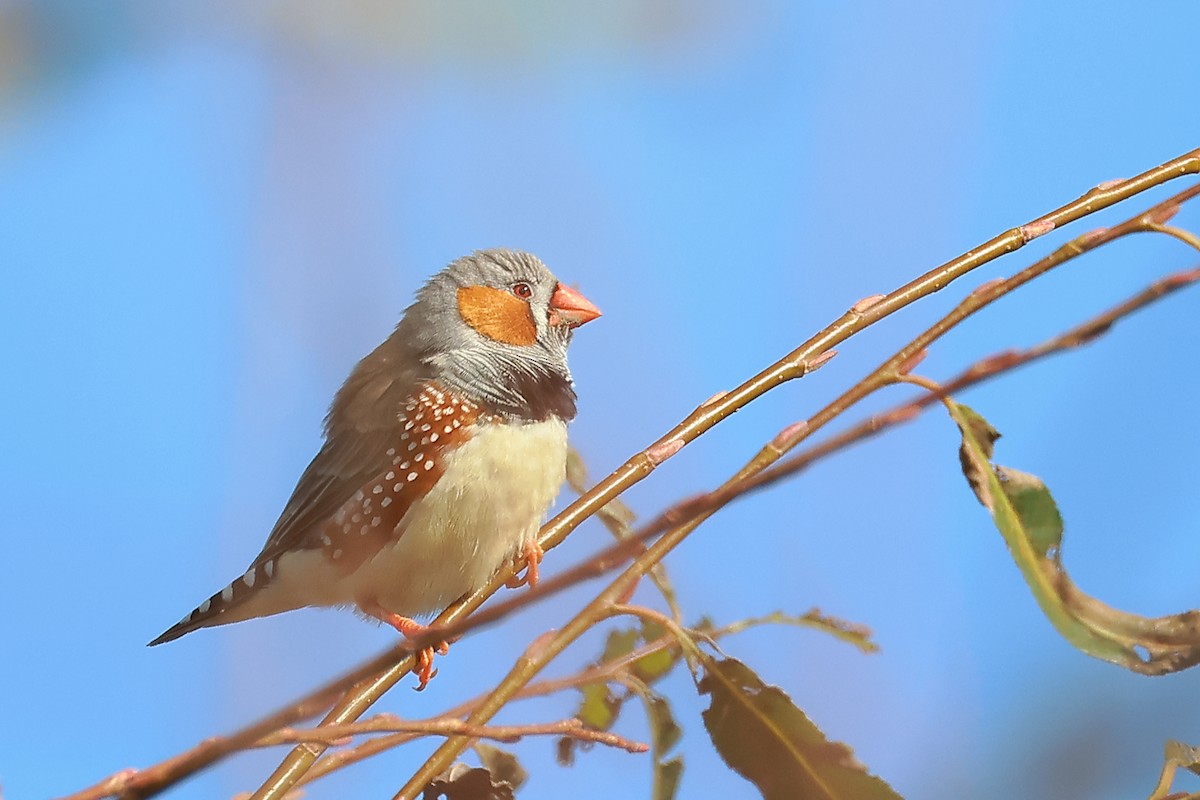 Zebra Finch - ML635082616