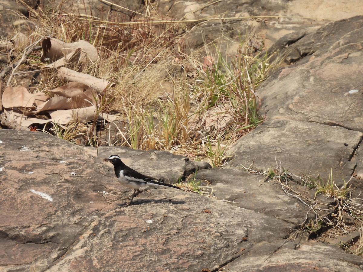 White-browed Wagtail - ML635082926
