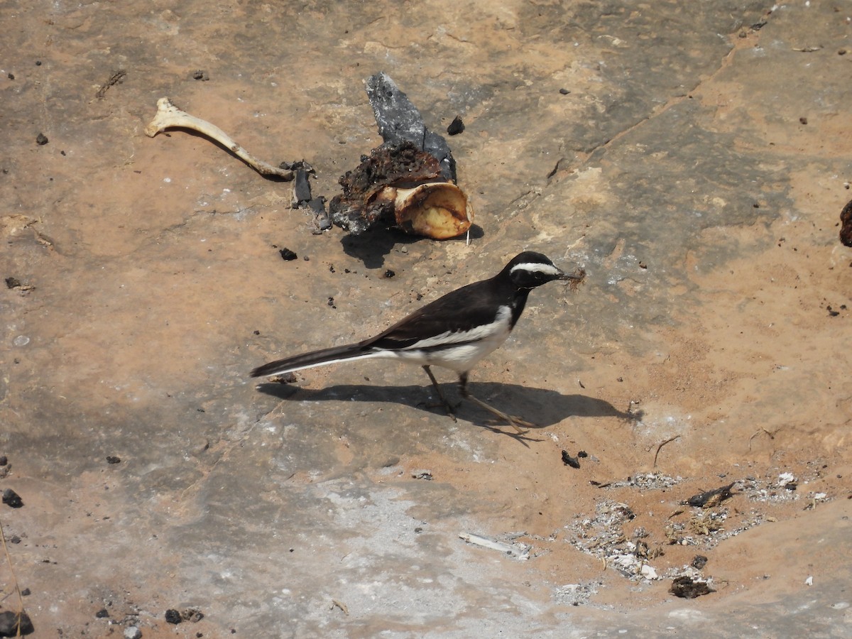 White-browed Wagtail - ML635082931
