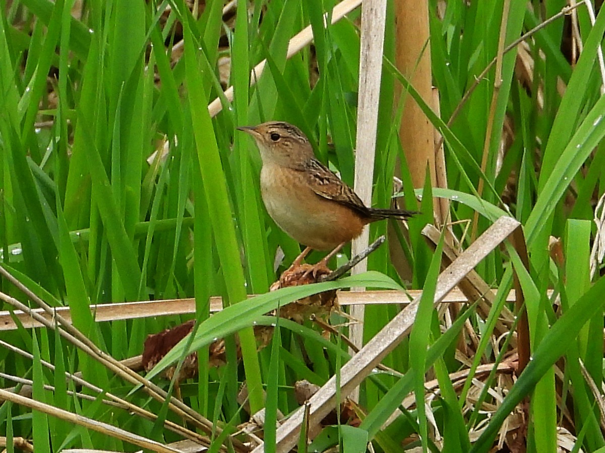 Sedge Wren - ML635082948