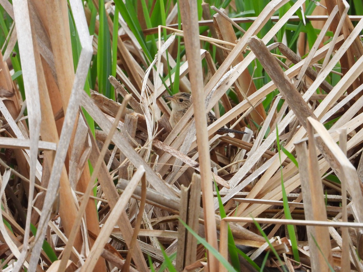 Sedge Wren - ML635082949