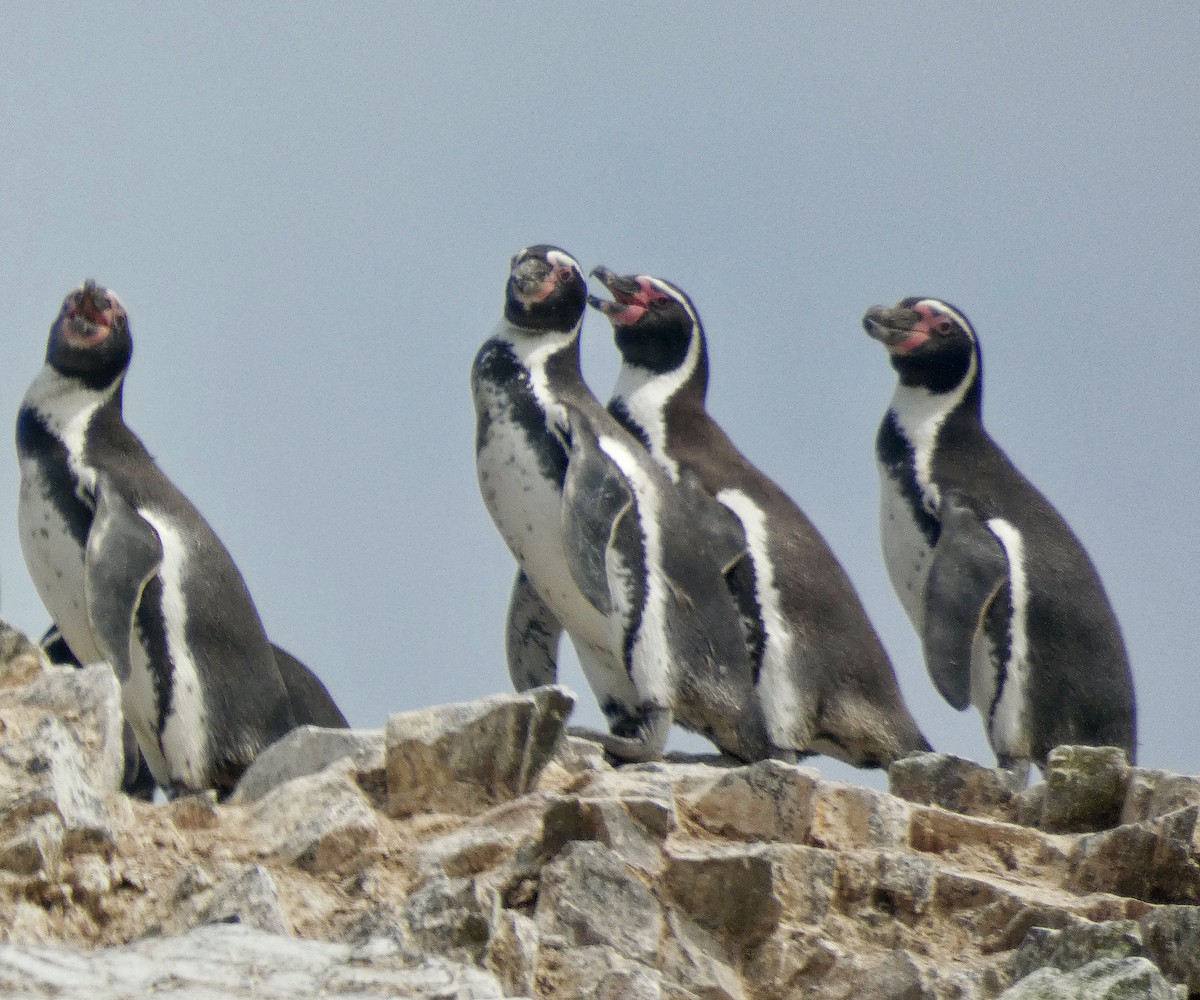 Humboldt Penguin - ML635083131