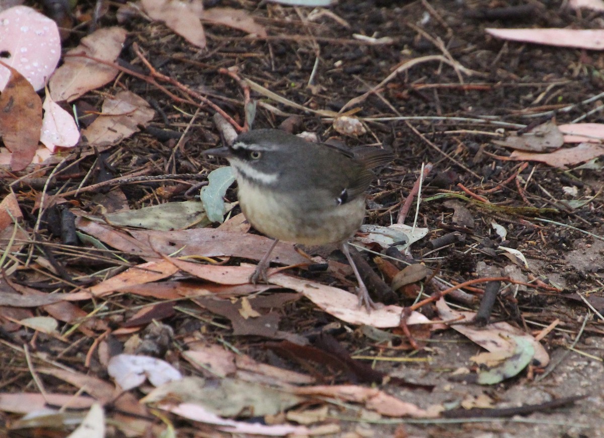 White-browed Scrubwren (White-browed) - ML635083136