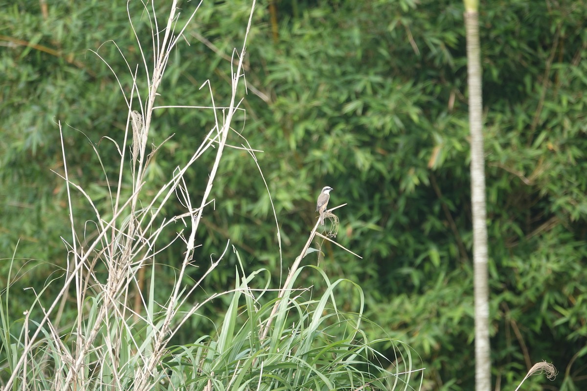 Brown Shrike (Philippine) - ML635083179
