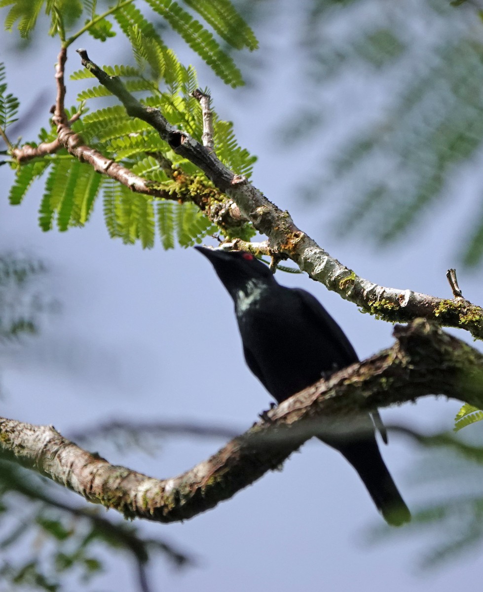 Asian Glossy Starling - ML635083206
