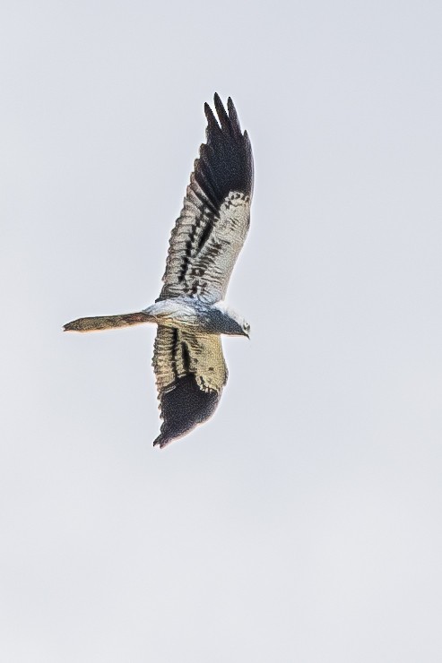 Montagu's Harrier - ML635083293