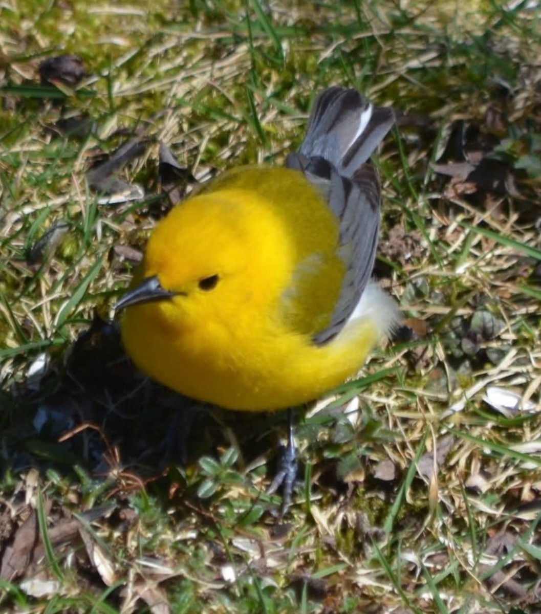 plommeparula - ML635083306