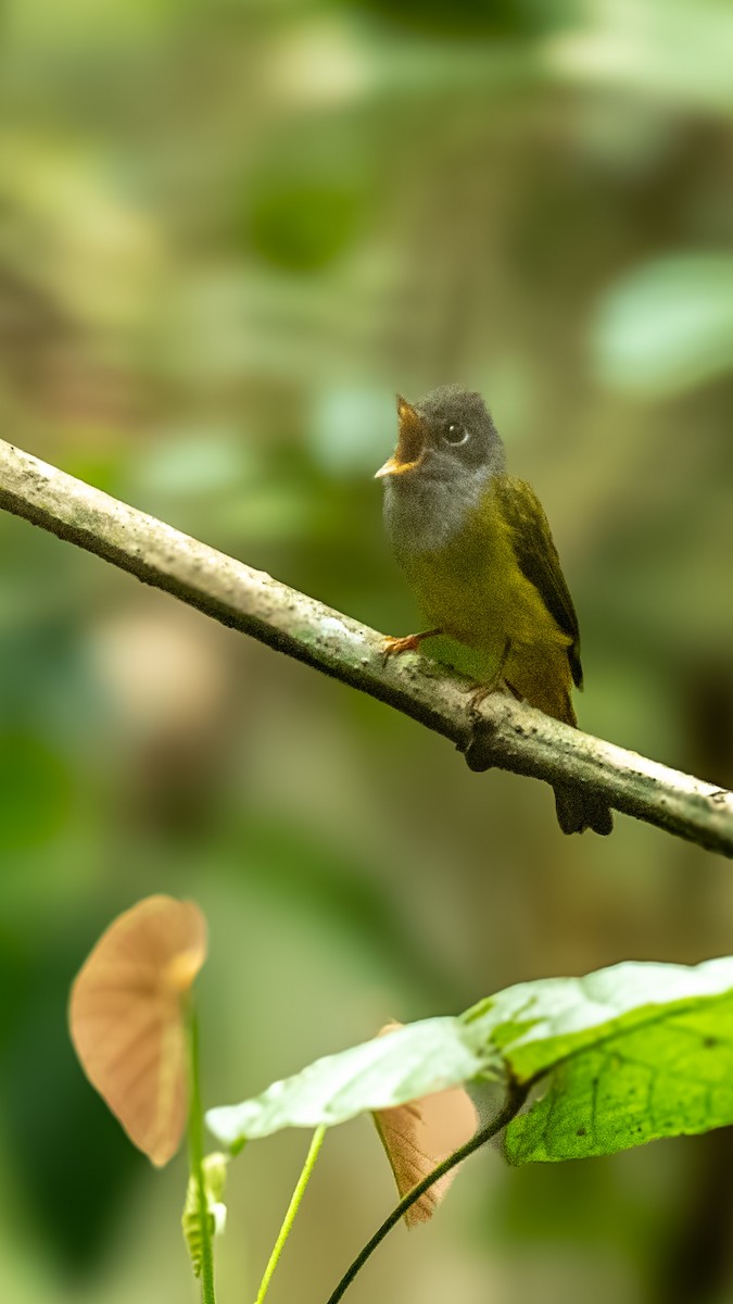 Gray-headed Canary-Flycatcher - ML635083332
