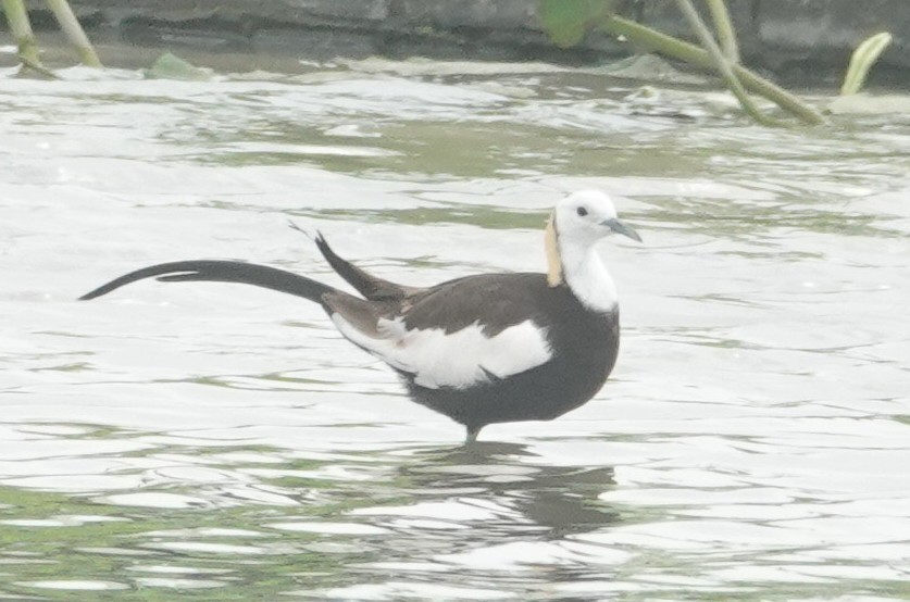 Jacana à longue queue - ML635083339