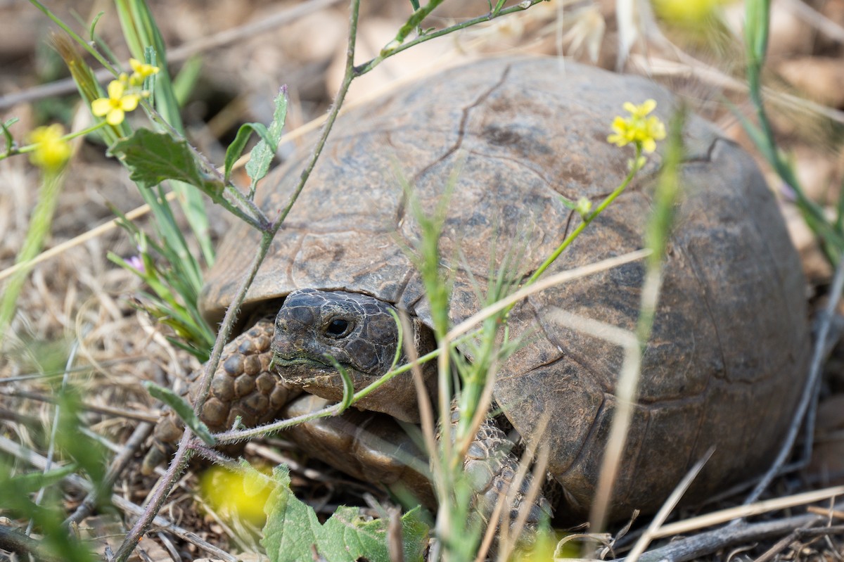 ML635083373 - Greek Tortoise - Macaulay Library