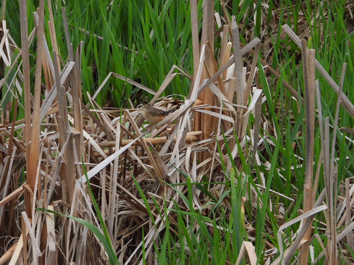 Sedge Wren - ML635083465