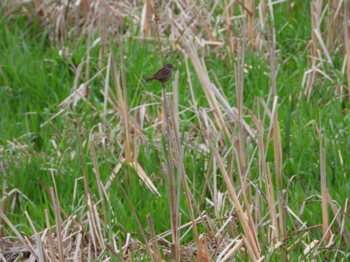 Swamp Sparrow - ML635083466