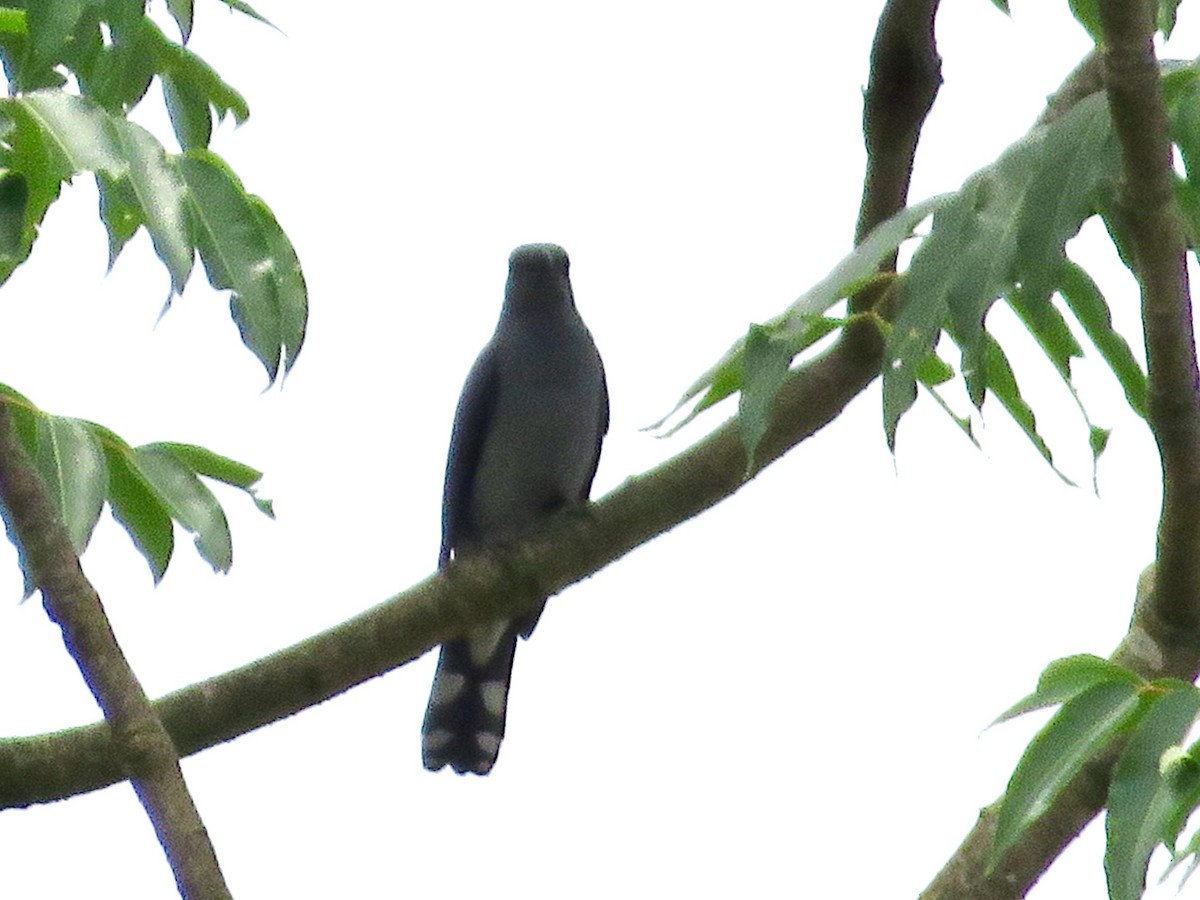 Black-winged Cuckooshrike - ML635083534