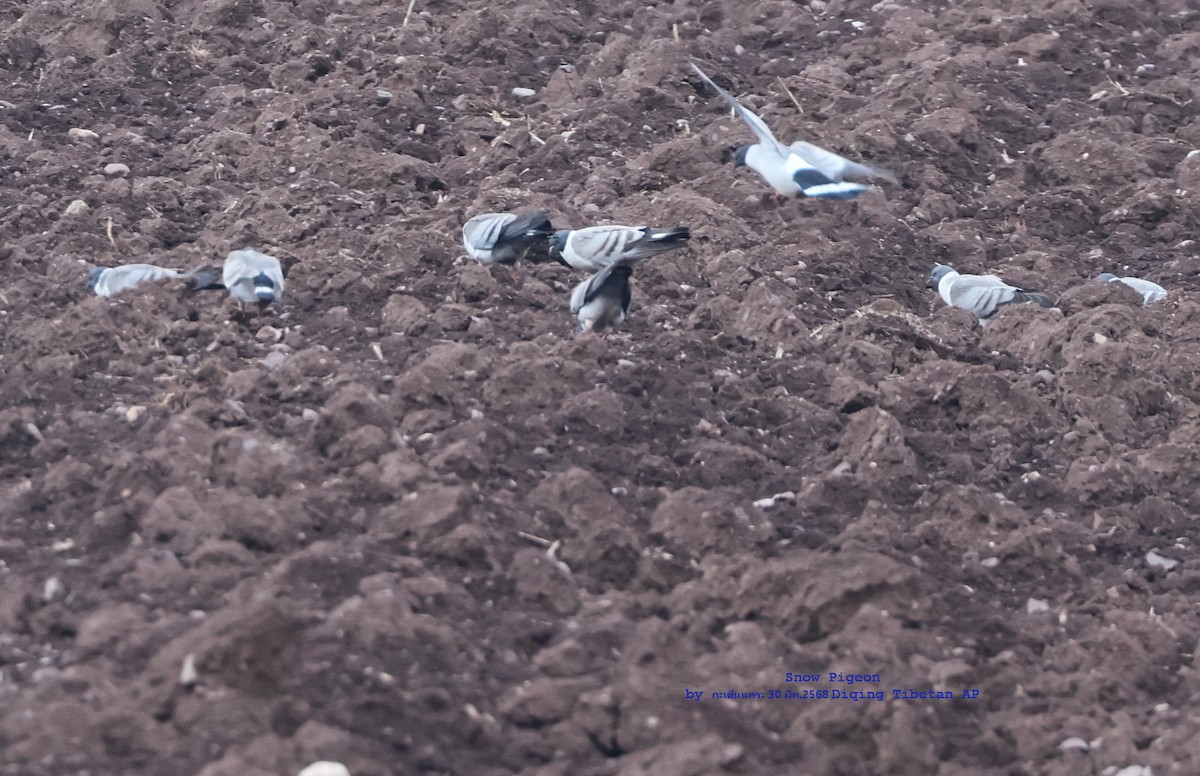 Snow Pigeon - ML635083570
