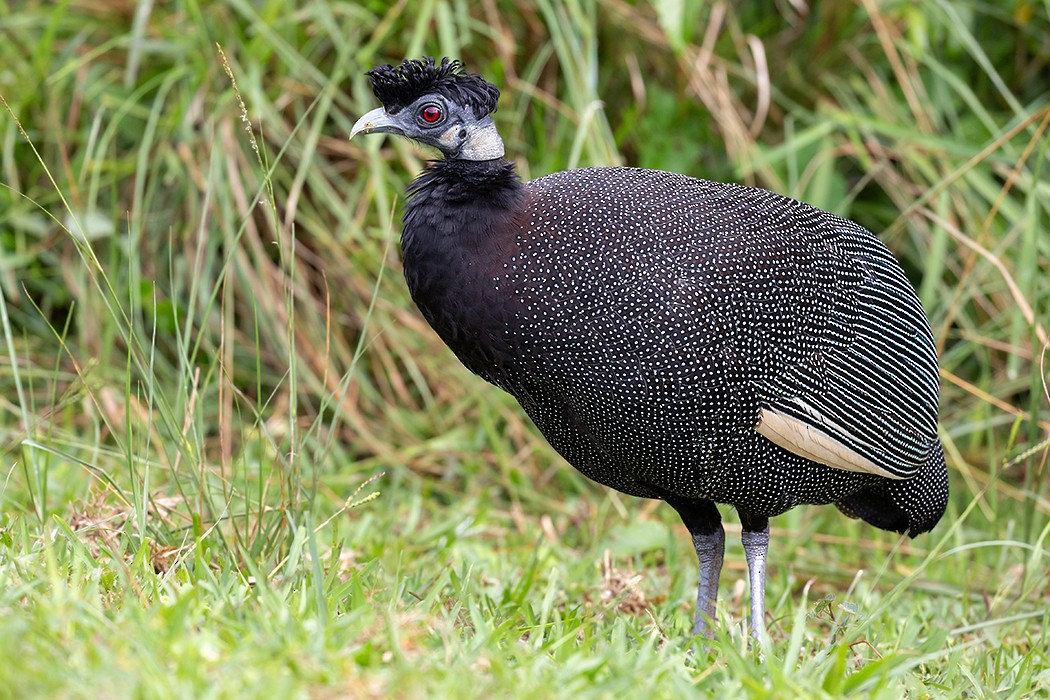 perlička bělošíjná - ML635083850