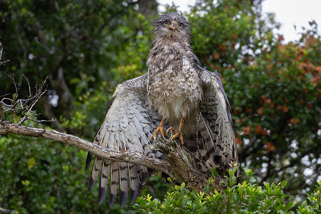 orlík pruhovaný - ML635083864