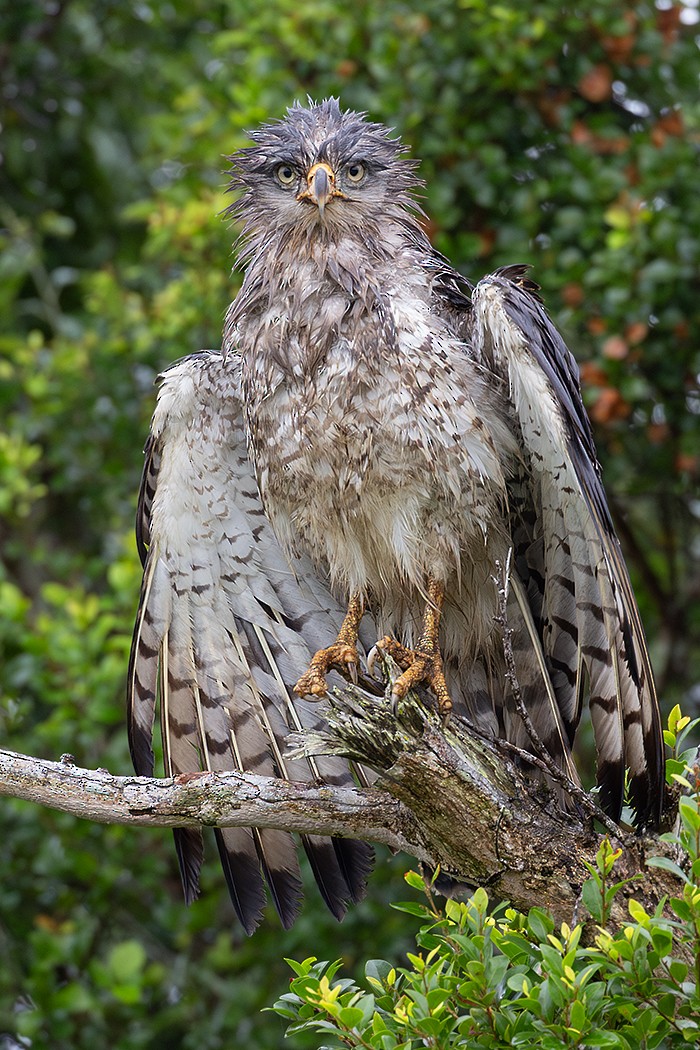 orlík pruhovaný - ML635083865