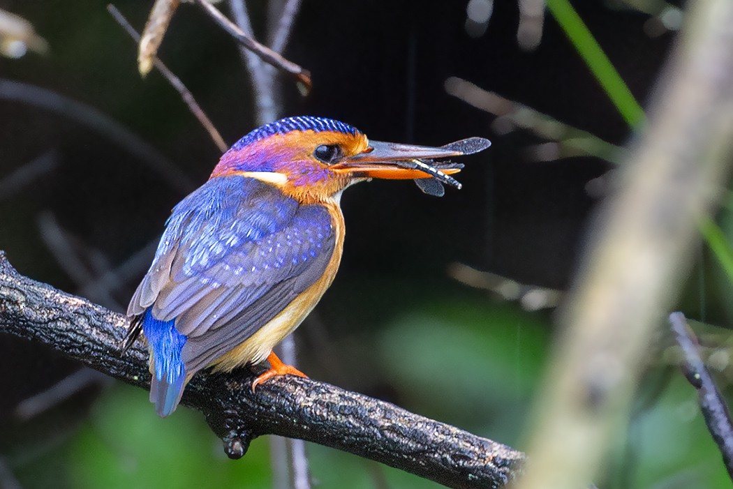 ledňáček trpasličí - ML635083875