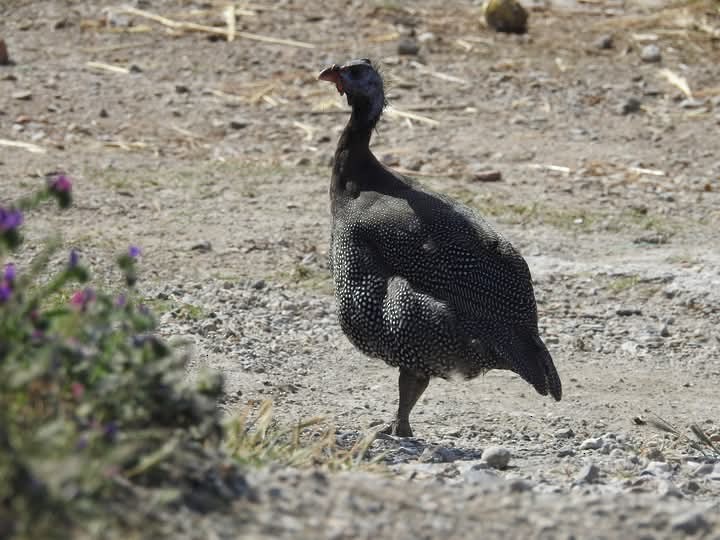 Helmeted Guineafowl - ML635084012