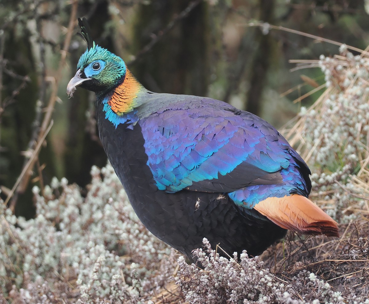 Himalayan Monal - ML635084031