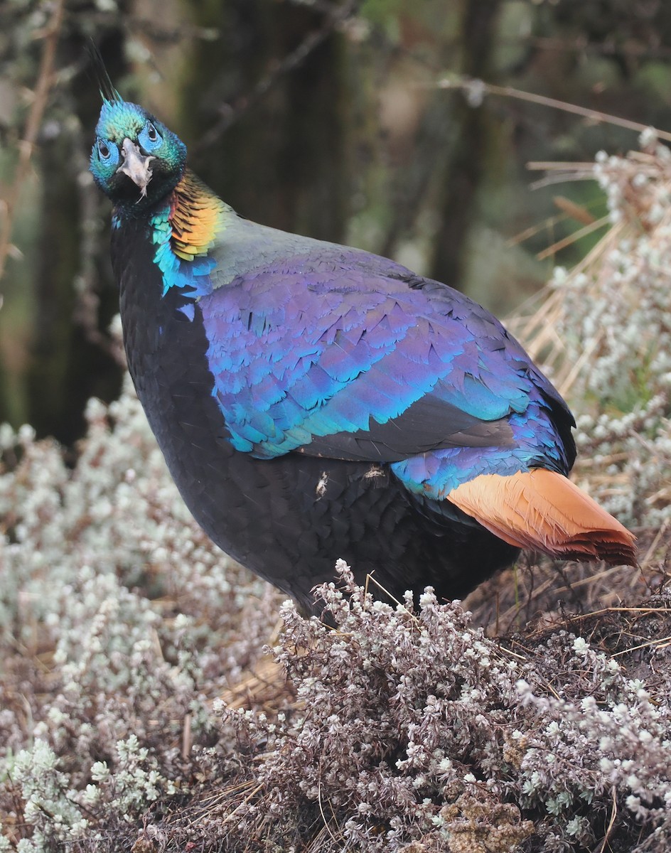 Himalayan Monal - ML635084048