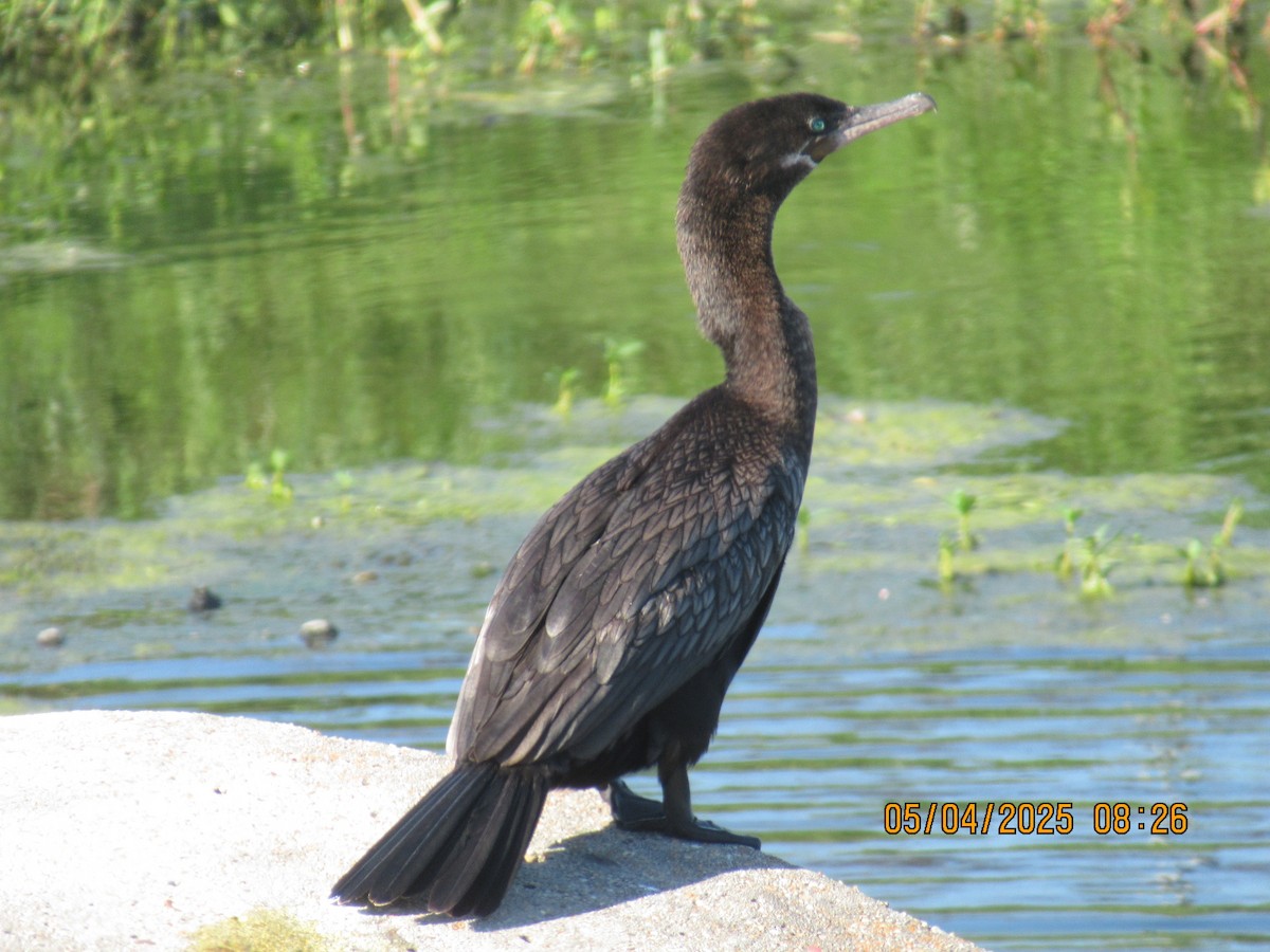 Cormoran à aigrettes ou C. vigua - ML635084069
