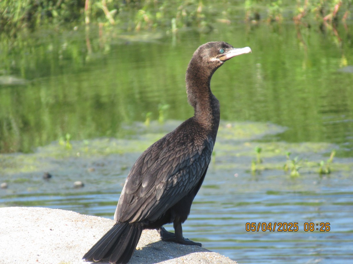 Cormoran à aigrettes ou C. vigua - ML635084071