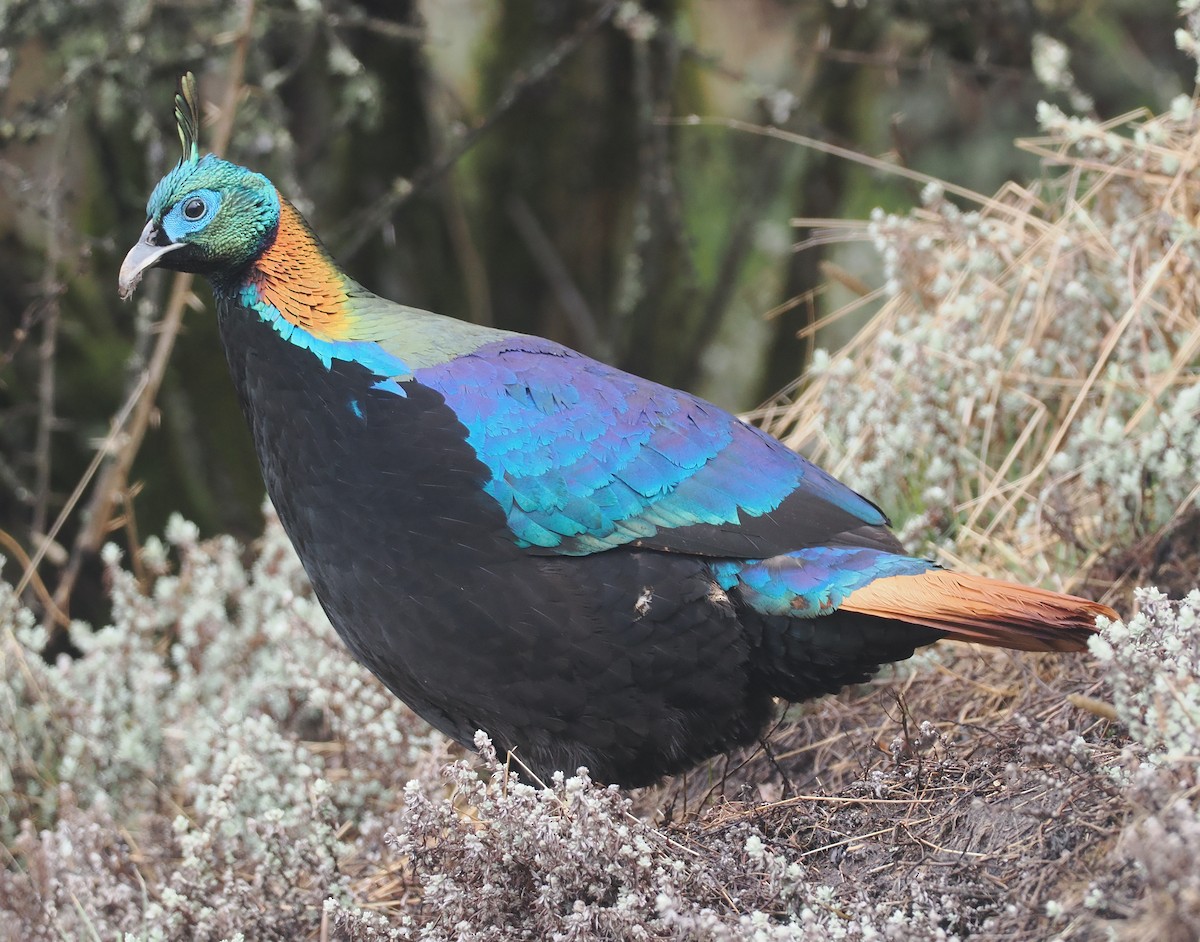 Himalayan Monal - ML635084074