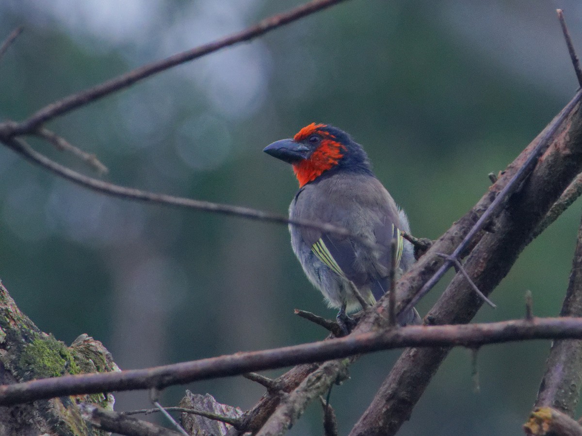 Black-collared Barbet - ML635084135