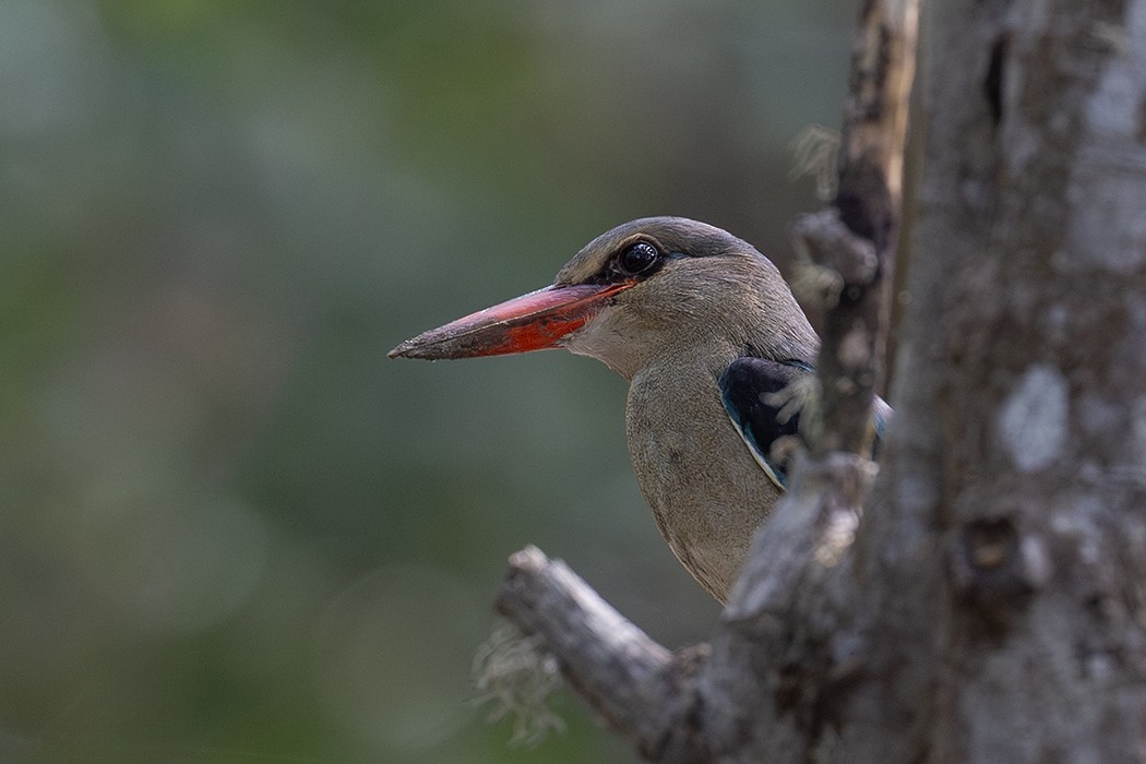 ledňáček pobřežní - ML635084192