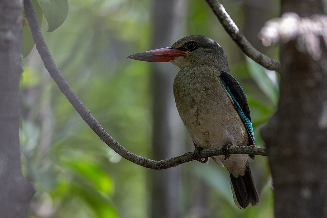 ledňáček pobřežní - ML635084193